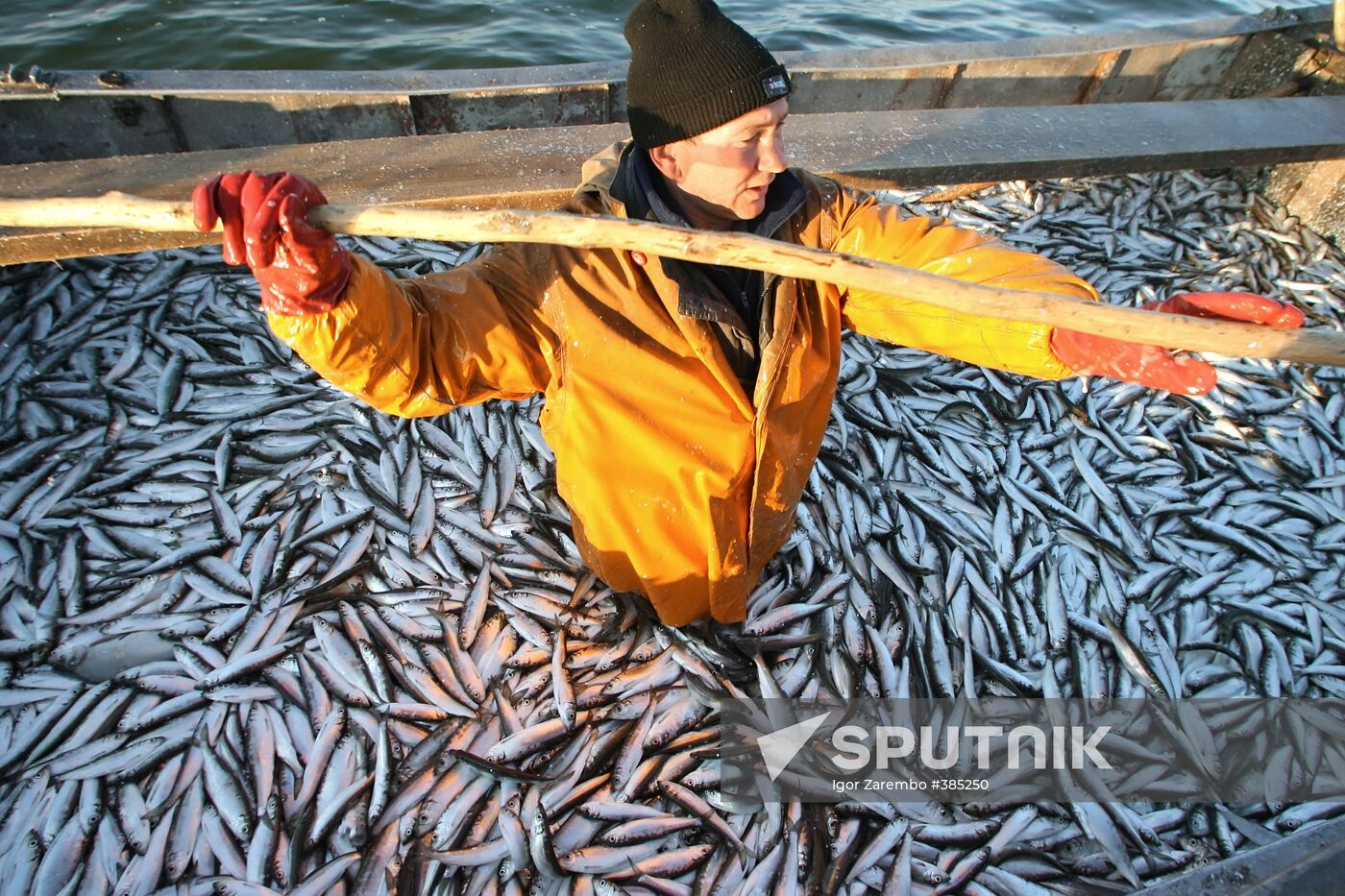 Sprat fishing in Bay of Kaliningrad