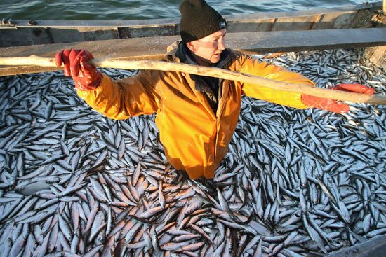 Sprat fishing in Bay of Kaliningrad