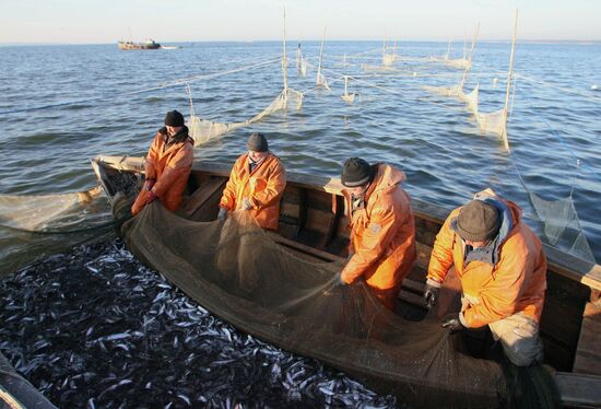 Sprat fishing in Bay of Kaliningrad