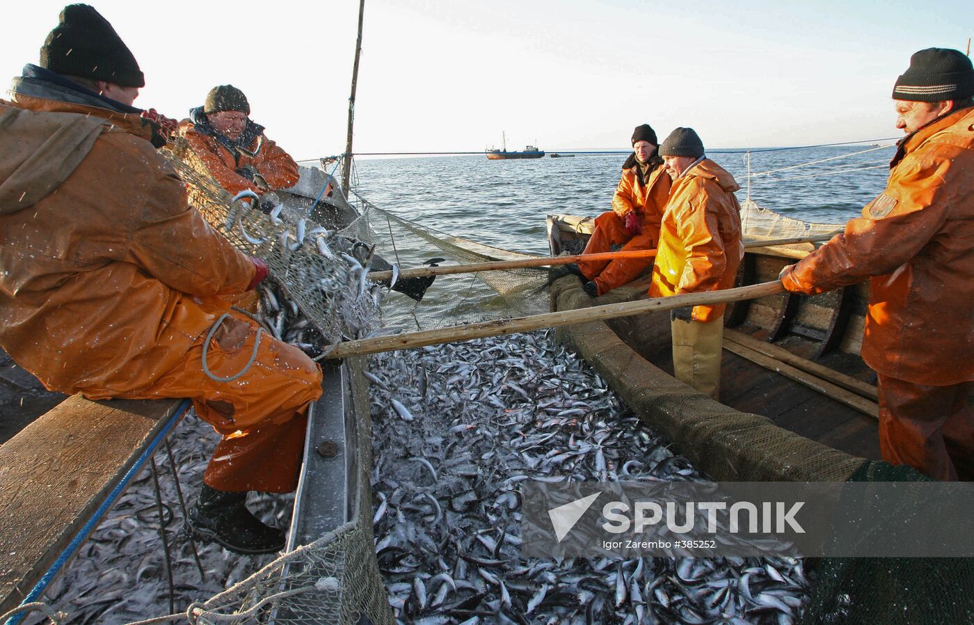 Sprat fishing in Bay of Kaliningrad