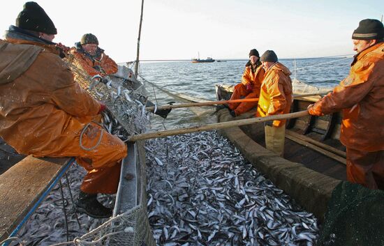 Sprat fishing in Bay of Kaliningrad