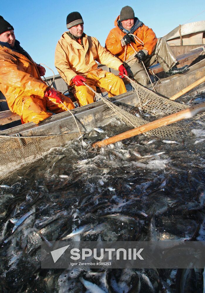 Sprat fishing in Bay of Kaliningrad