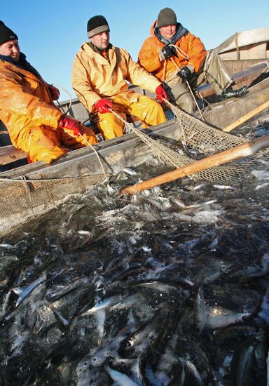 Sprat fishing in Bay of Kaliningrad