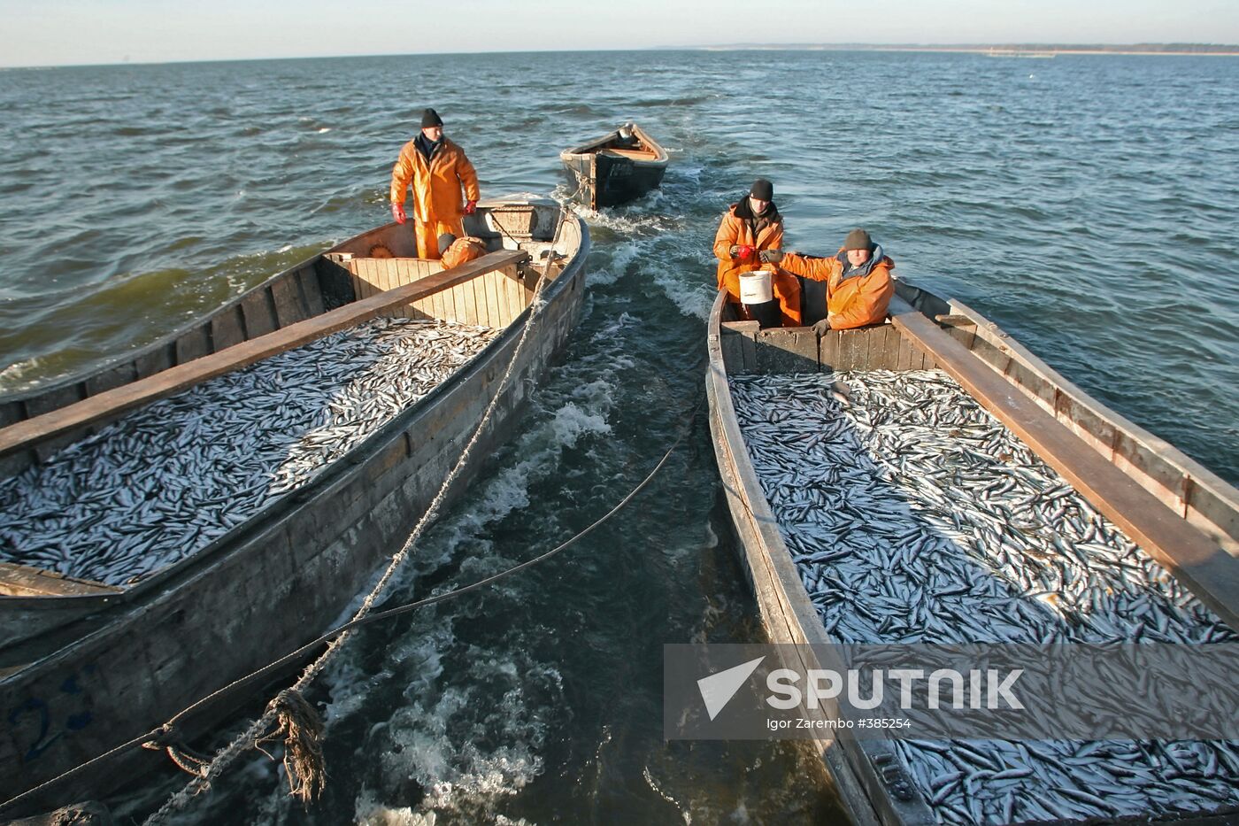 Sprat fishing in Bay of Kaliningrad