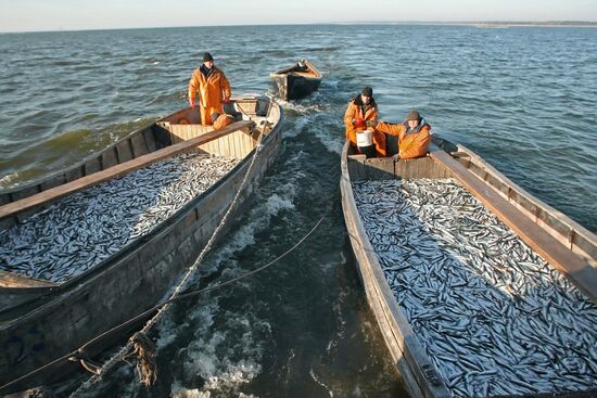 Sprat fishing in Bay of Kaliningrad