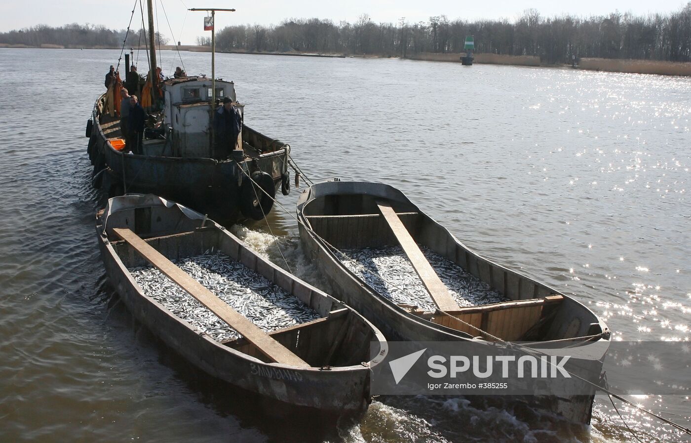 Sprat fishing in Bay of Kaliningrad