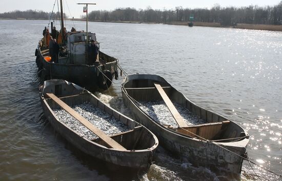 Sprat fishing in Bay of Kaliningrad