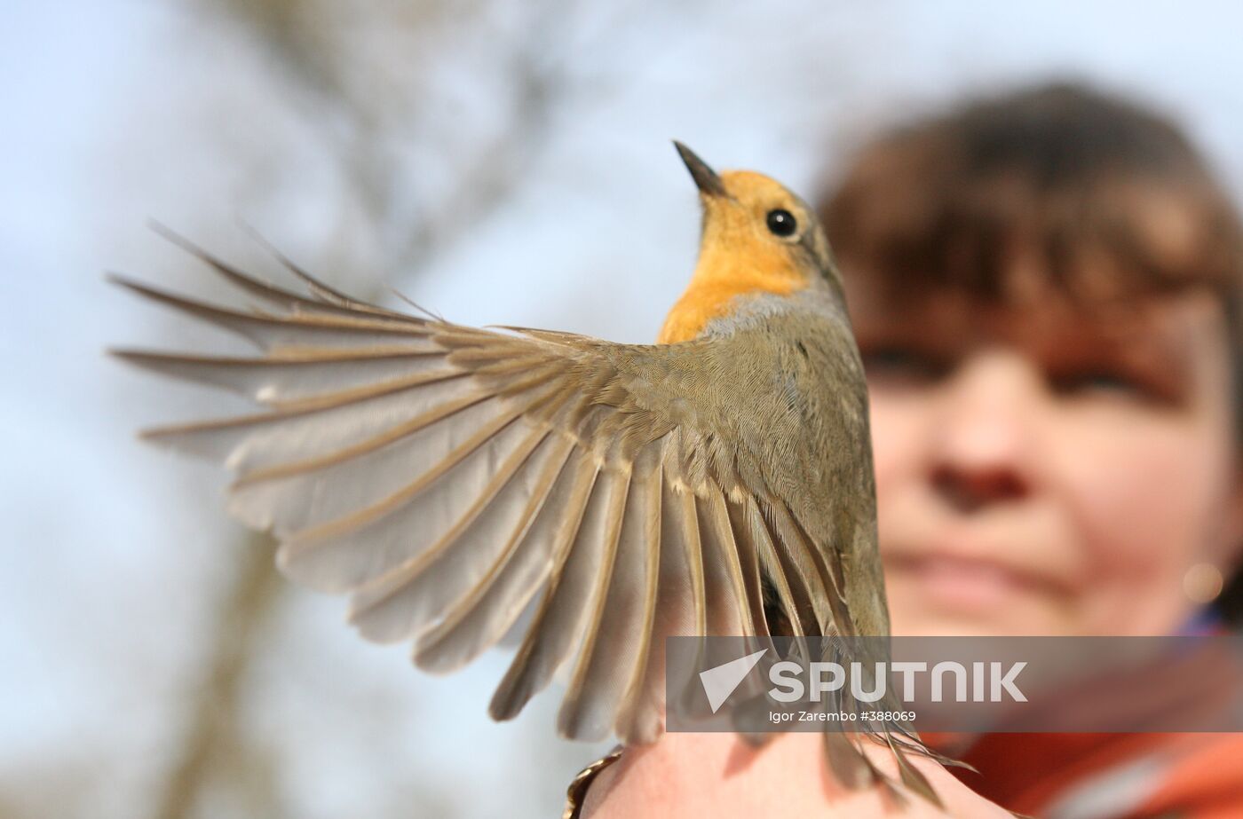 An ornithological station on Kurshskaya Spit