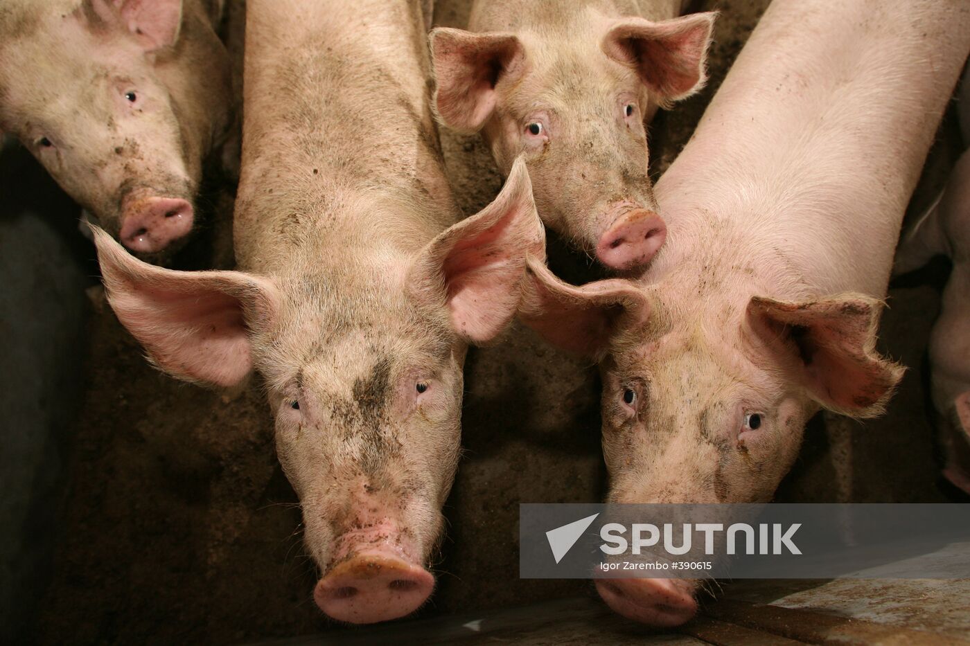 Pig farm in Kalinigrad Region