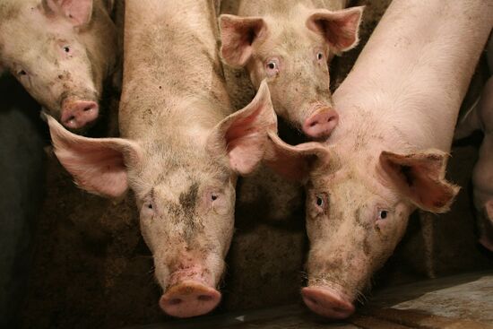 Pig farm in Kalinigrad Region