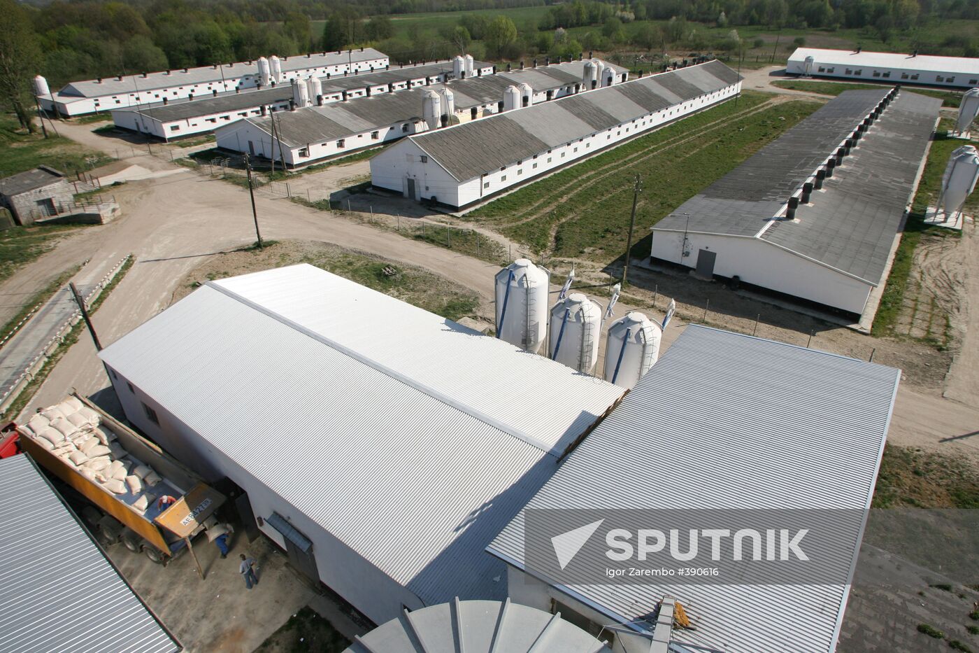 Pig farm in Kalinigrad Region