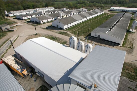 Pig farm in Kalinigrad Region