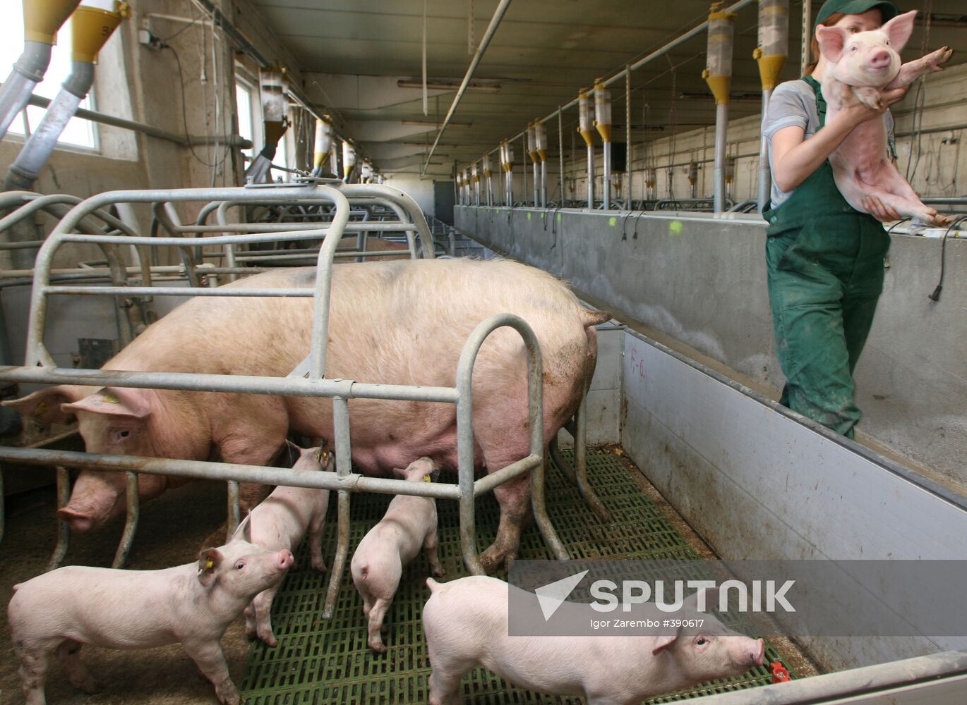 Pig farm in Kalinigrad Region