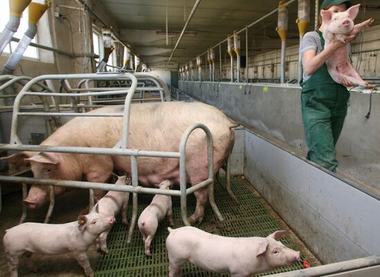 Pig farm in Kalinigrad Region