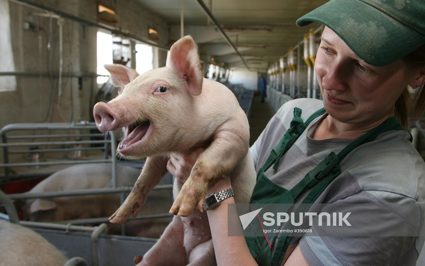 Pig farm in Kalinigrad Region