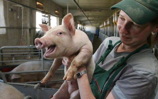 Pig farm in Kalinigrad Region