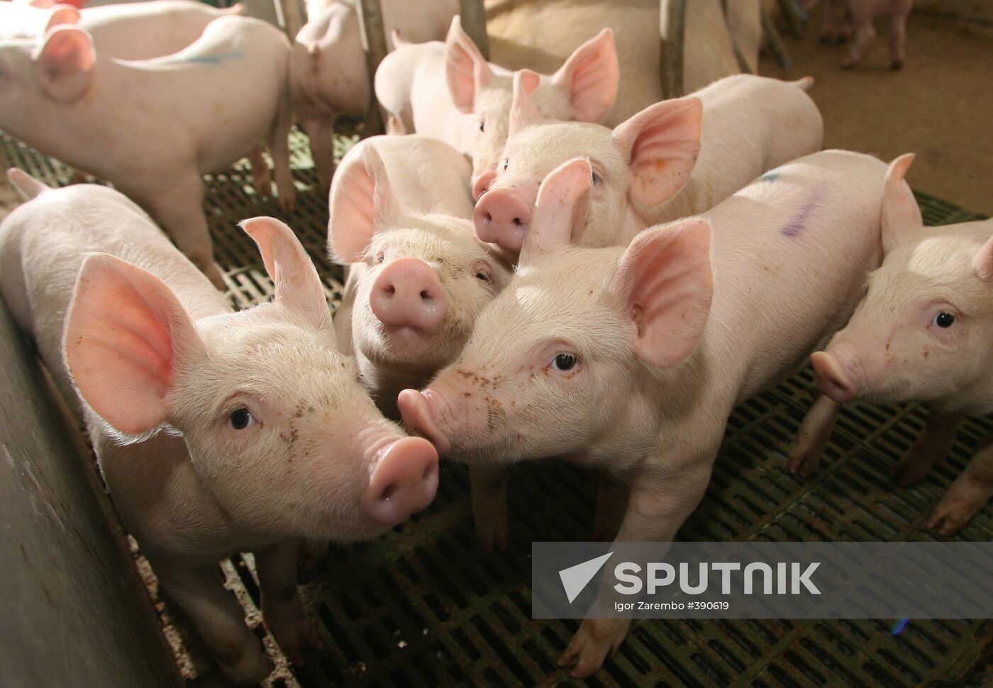 Pig farm in Kalinigrad Region