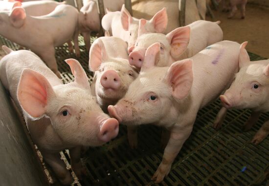 Pig farm in Kalinigrad Region