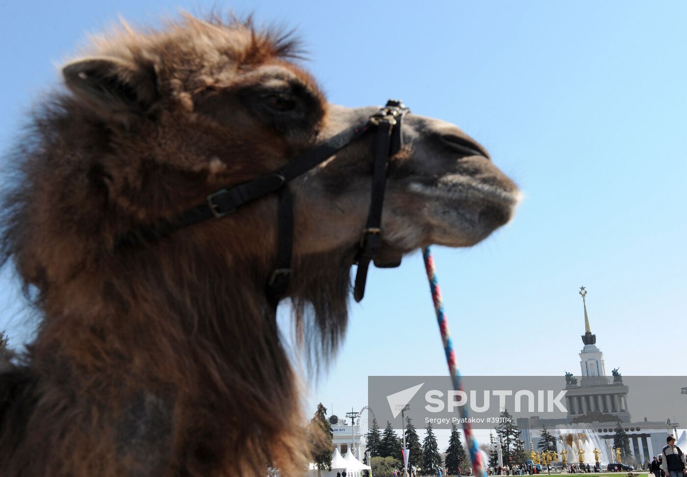 A camel at an amusement park