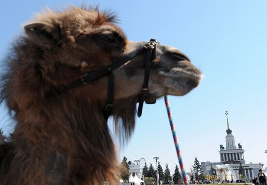 A camel at an amusement park