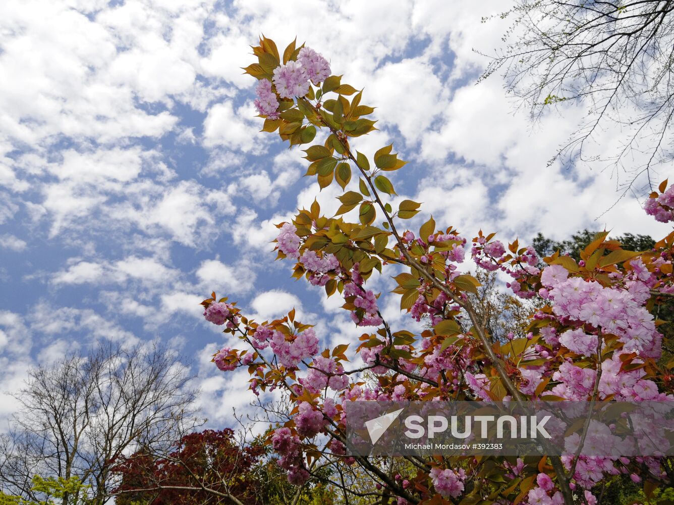 Sochi Arboretum