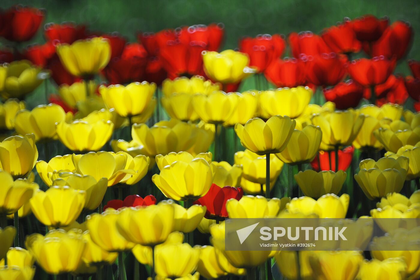 Tulips in Moscow
