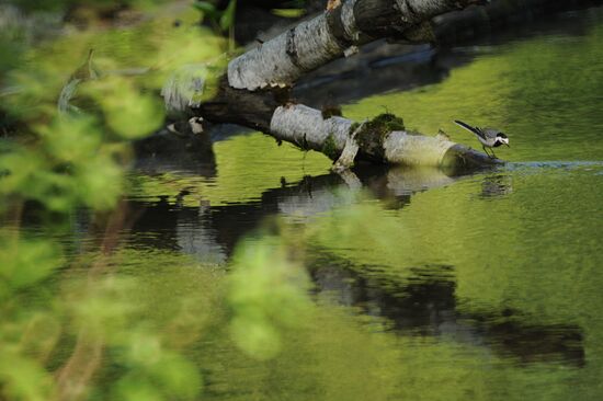 May in Moscow Region