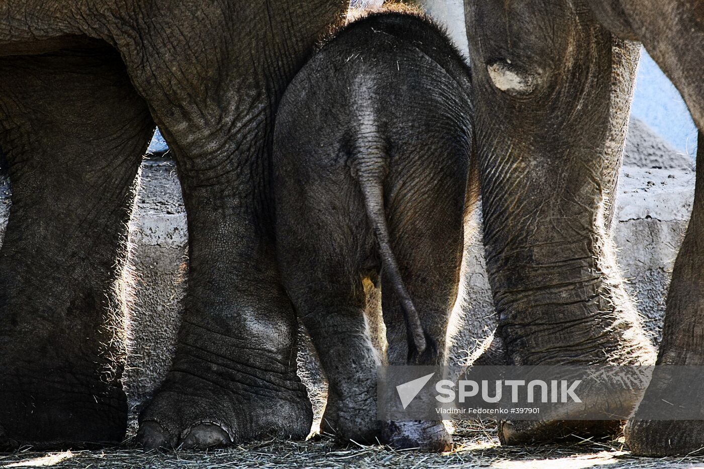 Asian Elephant calf at Moscow Zoo