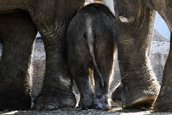 Asian Elephant calf at Moscow Zoo