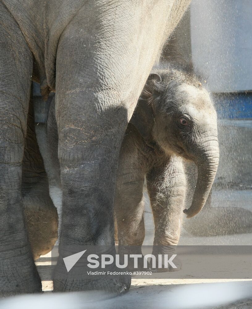 Asian Elephant calf at Moscow Zoo