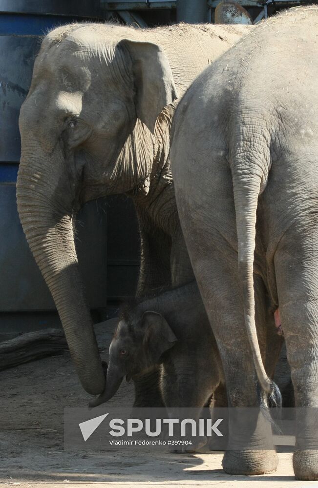 Asian Elephant calf at Moscow Zoo
