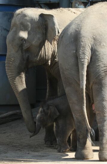 Asian Elephant calf at Moscow Zoo