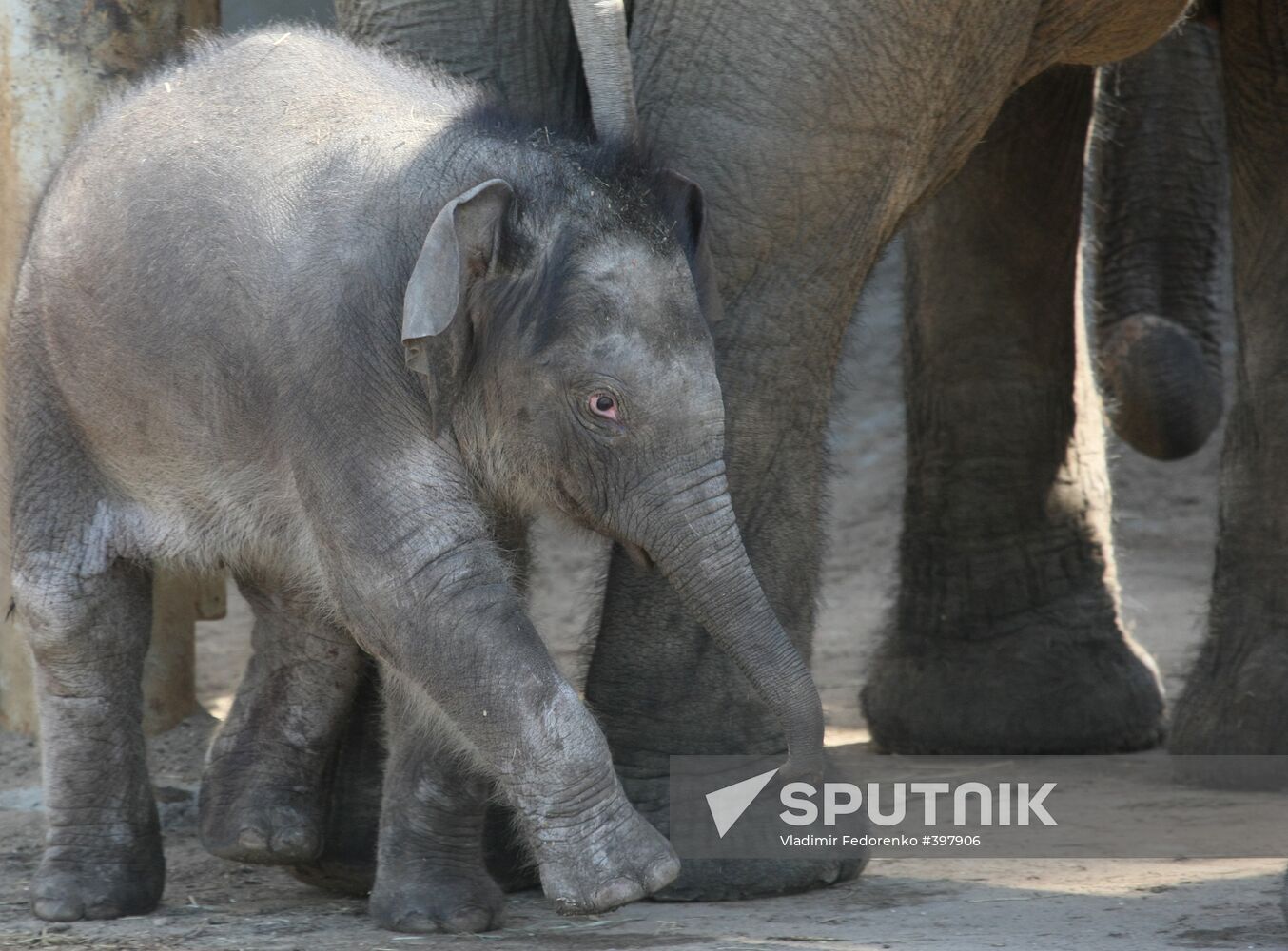 Asian Elephant calf at Moscow Zoo