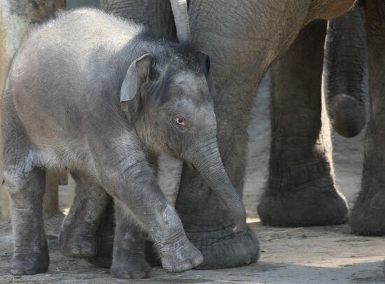 Asian Elephant calf at Moscow Zoo
