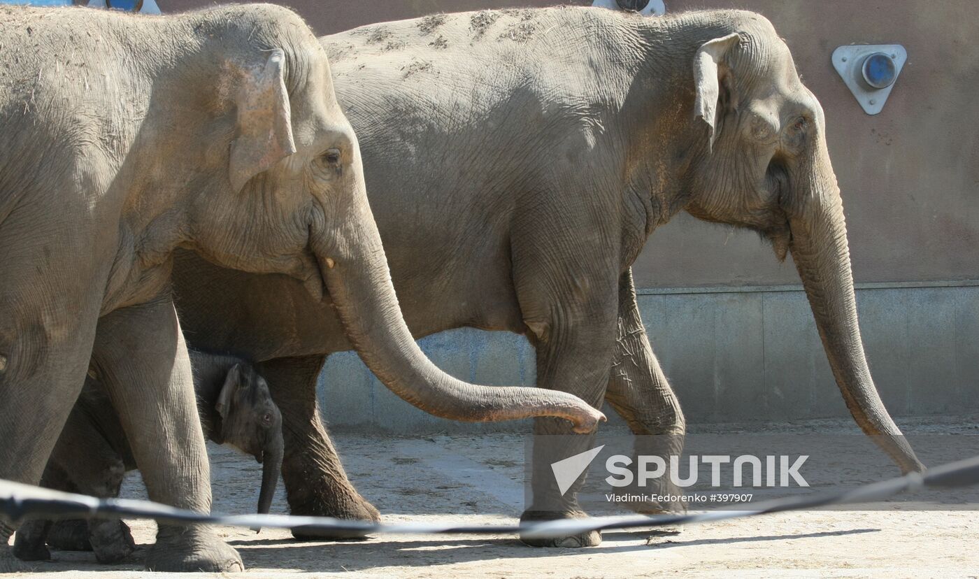 Asian Elephant calf at Moscow Zoo