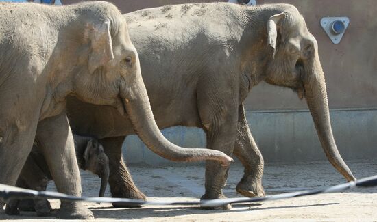 Asian Elephant calf at Moscow Zoo