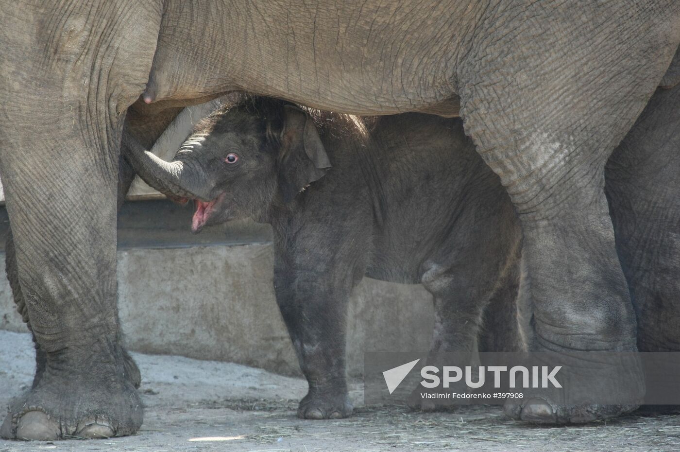 Asian Elephant calf at Moscow Zoo