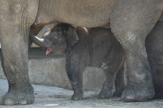 Asian Elephant calf at Moscow Zoo