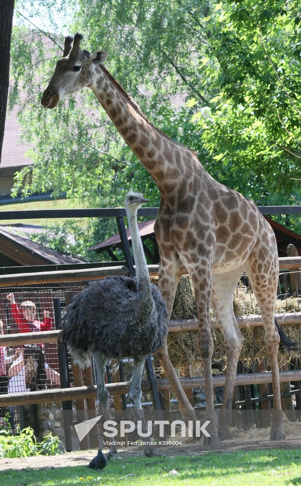 A South African giraffe and an emu