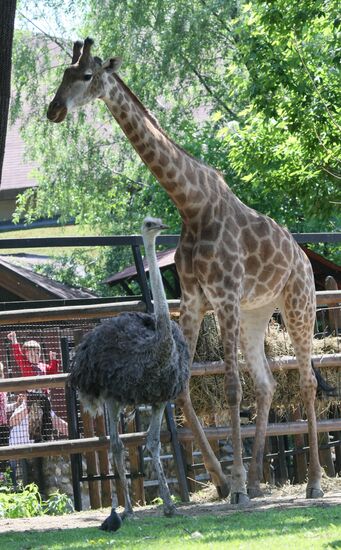 A South African giraffe and an emu