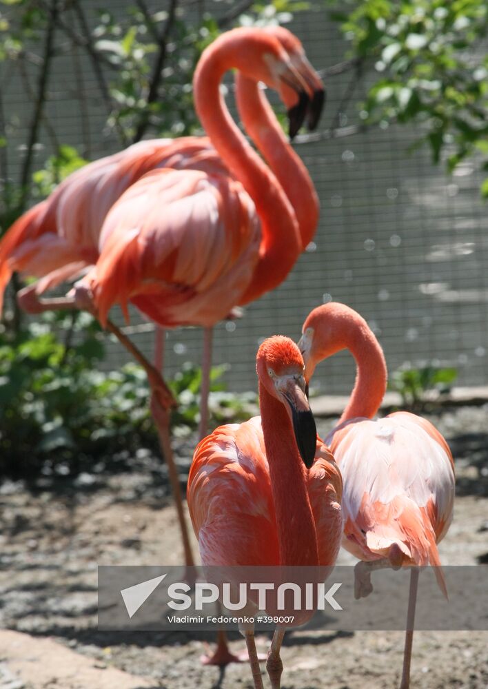Pink and red flamingo birds in the Moscow Zoo
