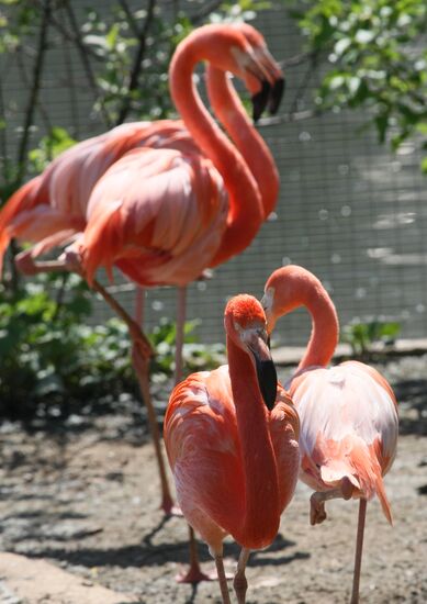 Pink and red flamingo birds in the Moscow Zoo
