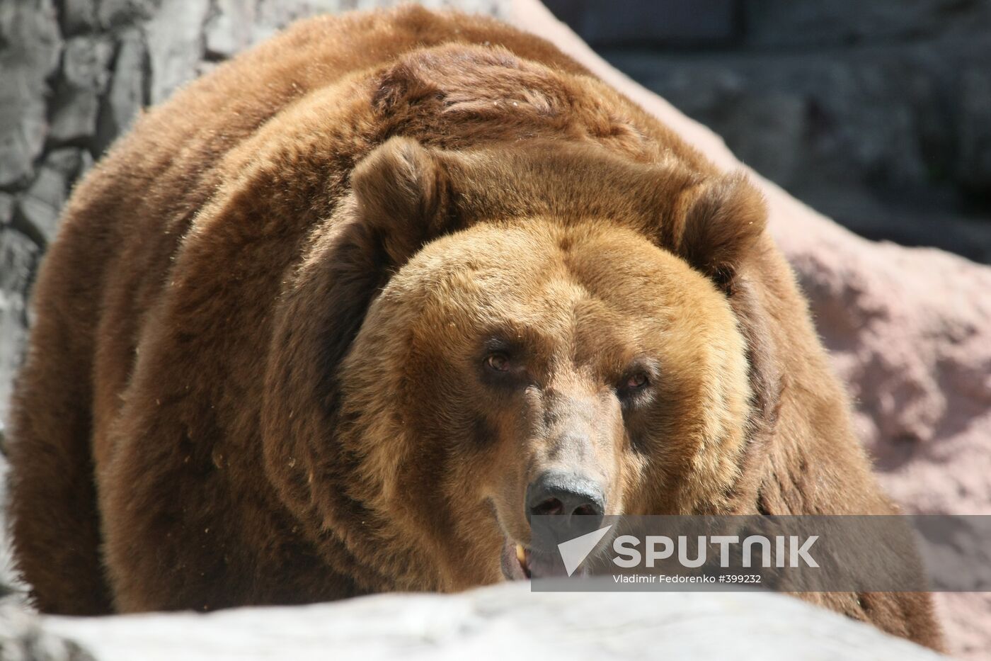 Brown bear in the Moscow Zoo