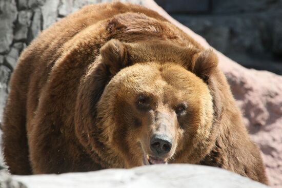 Brown bear in the Moscow Zoo