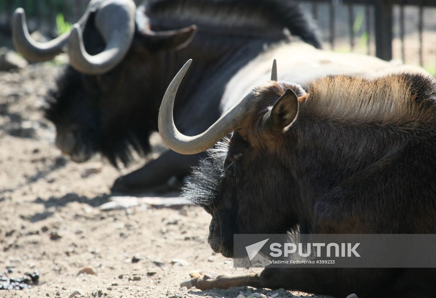 Musk buffalo in the Moscow Zoo