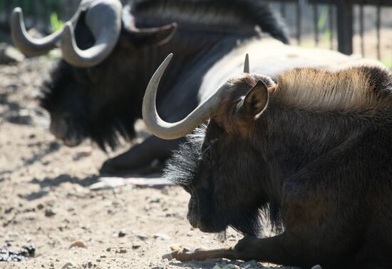 Musk buffalo in the Moscow Zoo