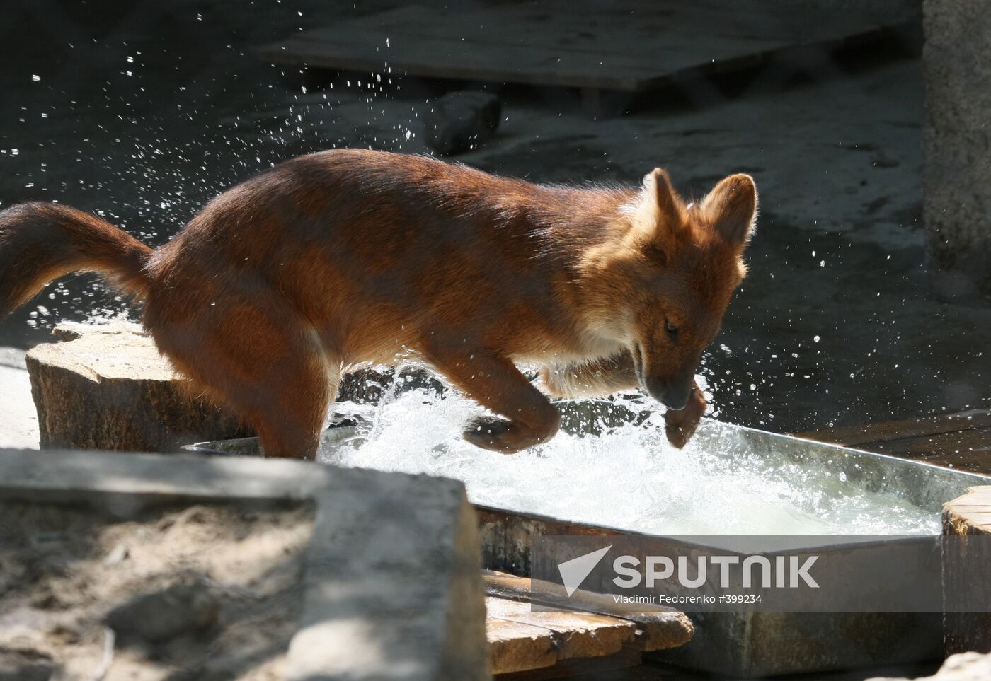 Asiatic wild dog the Moscow Zoo
