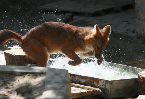 Asiatic wild dog the Moscow Zoo