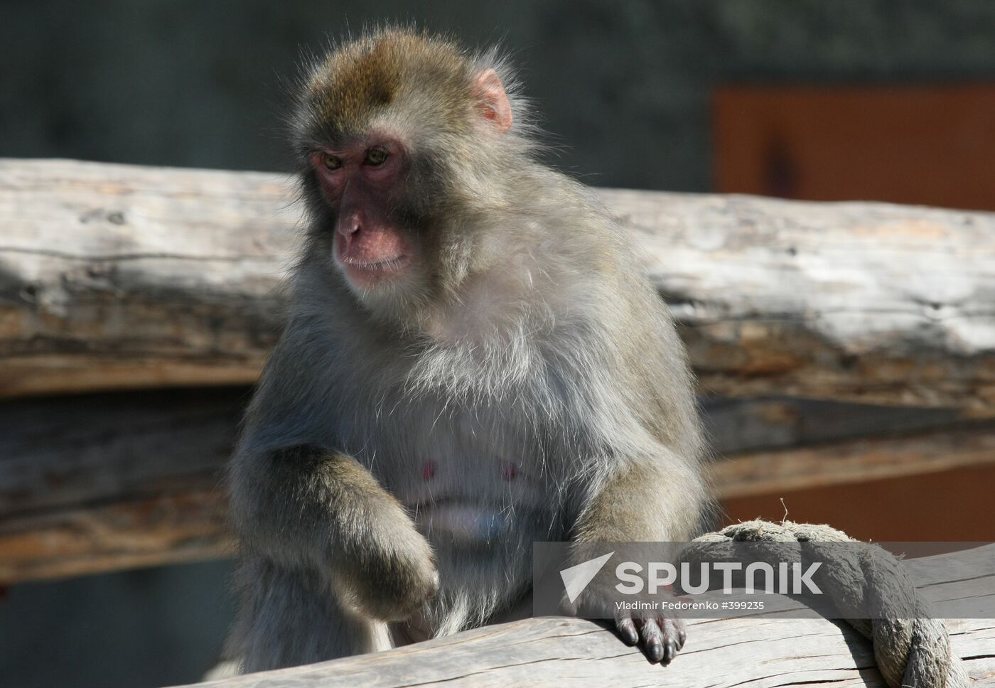 Japanese macaque in the Moscow Zoo