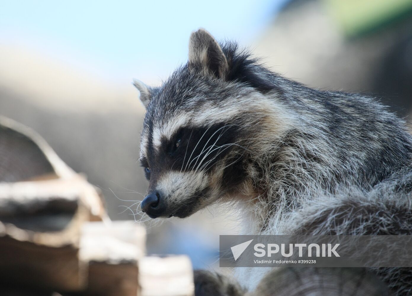 North American racoon in the Moscow Zoo